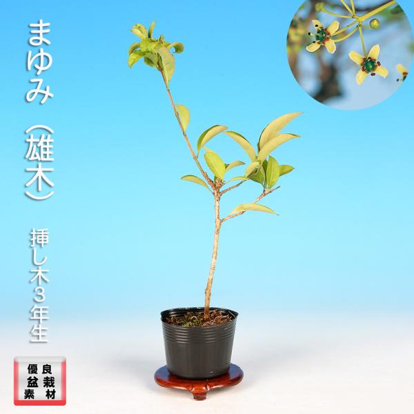 盆栽 まゆみ 雄木 マユミ 真弓 小品盆栽 ミニ盆栽 盆栽素材 苗木 実物