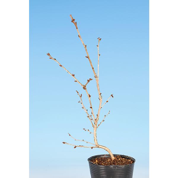 7.5cmポット入り商品解説豪華絢爛な八重花を咲かせる姿が見所の「水士の八重」。苗木素材のため樹形やサイズにはバラツキがありますが、貴方好みの盆樹を一から育ててみませんか？　卓上で見る「桜」で贅沢なひと時をお楽しみ下さい。※苗木素材の為、樹...