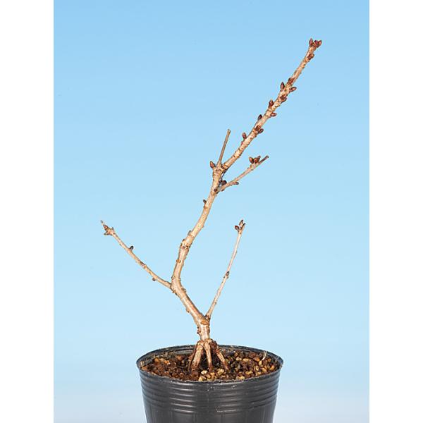 7.5cmポット入り商品解説富士桜の一種で、桃色の二重花を咲かせる品種「八重衣」。苗木素材のため樹形やサイズにはバラツキがありますが、貴方好みの盆樹を一から育ててみませんか？　卓上で見る「桜」で贅沢なひと時をお楽しみ下さい。※苗木素材の為、...