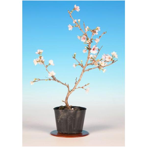 7.5cmポット入り商品解説富士桜の一種で、桃色の二重花を咲かせる品種「喜多の花」。苗木素材のため樹形やサイズにはバラツキがありますが、貴方好みの盆樹を一から育ててみませんか？　卓上で見る「桜」で贅沢なひと時をお楽しみ下さい。※苗木素材の為...