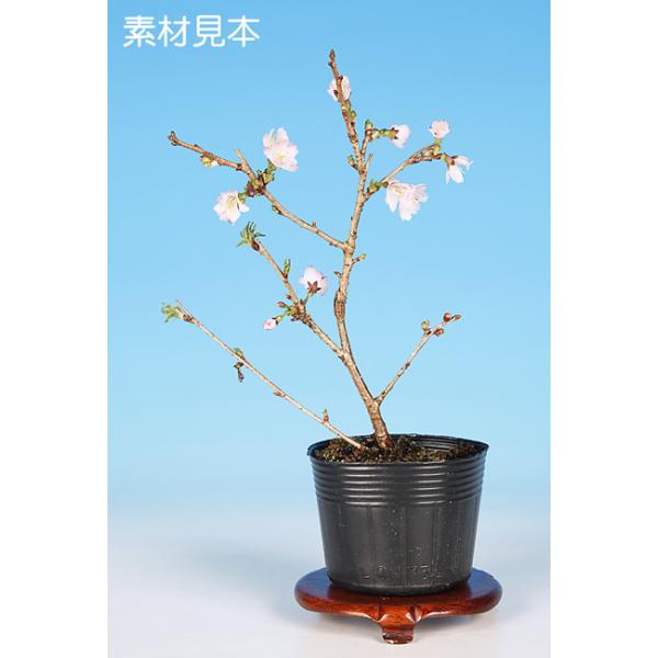 7.5cmポット入り商品解説日本の春の代名詞「さくら」。紅で染めたような花姿が魅力の富士桜品種「紅乙女」。苗木素材のため樹形やサイズにはバラツキがありますが、貴方好みの盆樹を一から育ててみませんか？　卓上で見る「桜」で贅沢なひと時をお楽しみ...