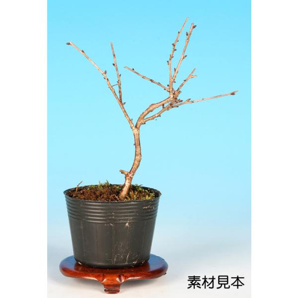 7.5cmポット入り商品解説一重の大輪で白から薄桃色の花を咲かせる人気品種〔かすみ〕。鉢替えから樹形構想など、まだまだ先は長いですが、楽しさ満載です。お部屋のインテリアやガーデニングなどにもオススメ。日本の春を彩る桜の花姿を自宅で味わう贅沢...