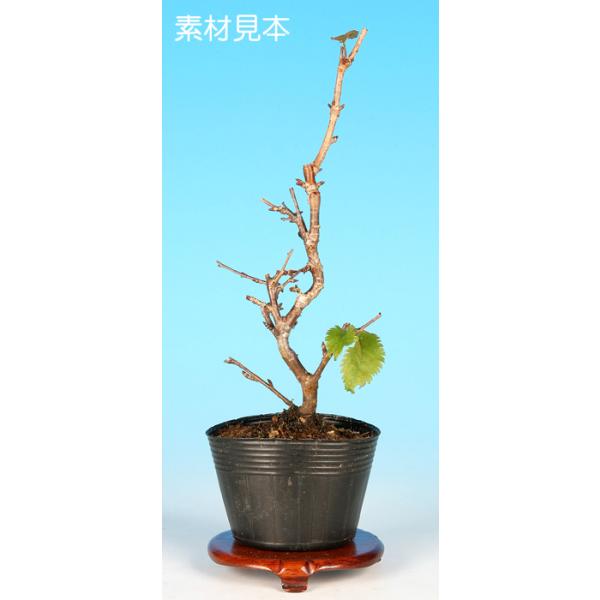 7.5cmポット入り商品解説清楚な白花が魅力の品種〔雪嶺〕。鉢替えから樹形構想など、まだまだ先は長いですが、楽しさ満載です。※苗木素材の為、樹形やサイズにバラツキはあります。※ビニールポットでのお届けになります。