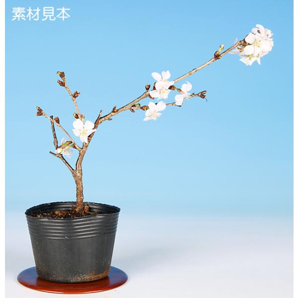 7.5cmポット入り商品解説清楚な一重白色の小さな花を咲かせる桜盆栽の人気品種「信濃寒桜」。お部屋のインテリアやガーデニングにもオススメ。日本の春を彩る桜の花姿を自宅で味わう贅沢な一時をぜひ!!※苗木素材の為、樹形やサイズにバラツキはありま...