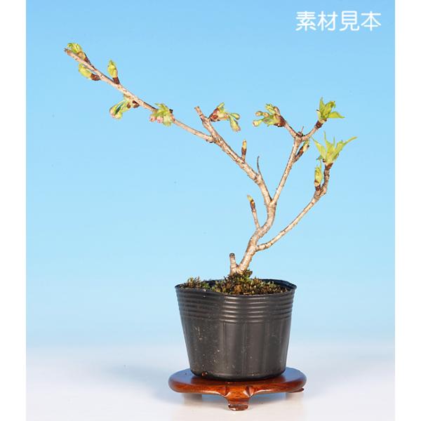 7.5cmポット入り商品解説「オシドリ」と「オオシマザクラ」の交配品種で、八重咲きの花を咲かせる「渡辺桜」。素材の樹形やサイズなどにバラツキはありますが、貴方好みに樹づくりが楽しめる苗木素材です。盆樹としてはもちろん、ミニガーデンなどのガー...