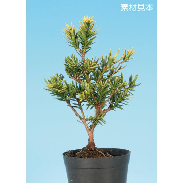 7.5cmポット入り商品解説「一位」の変種とされ、葉が螺旋状に出るのが特徴の「キャラボク」。普通種に比べて葉が黄味がかっているのが特徴の品種です。樹勢も比較的強く、盆栽初心者の方にもオススメ!!　※苗木素材の為、樹形やサイズにバラツキはあり...