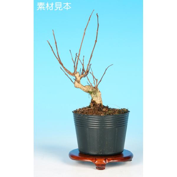 7.5cmポット入り商品解説　愛らしい花が夏に長期間楽しめる「百日紅」。薄紫色の花色で上品な花姿が人気の品種「なごり雪」素材です。樹種特有の滑らかで光沢のある幹肌も見所の一つ。※苗木素材の為、樹形やサイズにバラツキはあります。※ビニールポッ...