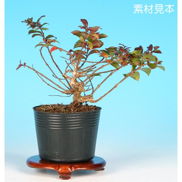 樹高8㎝　極姫性百日紅　サルスベリ　小品　ミニ　盆栽　真柏　黒松　五葉松 樹高8㎝極姫性百日紅サルスベリ小品ミニ盆栽真柏黒松五葉松