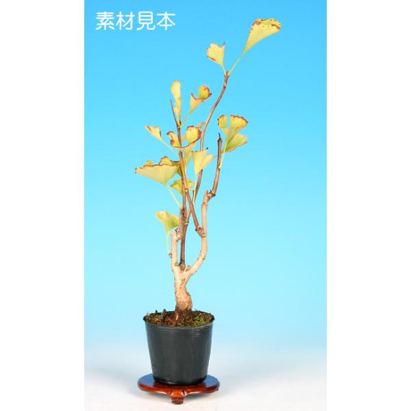 7.5cmポット入り商品解説　コブのように膨れる幹が特徴の「乳いちょう」素材です。秋に色付く黄葉だけでなく、夏の緑葉など四季の訪れを身近に感じてみませんか。※苗木素材の為、樹形やサイズにバラツキはあります。※ビニールポットでのお届けになります。