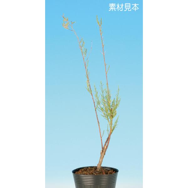 7.5cmポット入り商品解説　風に揺れる姿に涼を感じさせる夏の人気素材です。枝を軽く伏せ込むとさらに風情を演出できます。水石・草物・添景との相性も抜群。お部屋や玄関の棚などのインテリアとしてもオススメです。※苗木素材の為、樹形やサイズにバラ...