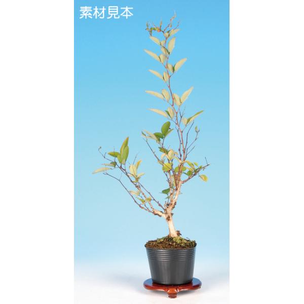 7.5cmポット入り商品解説　6月頃から9月にかけて薄紫白色や赤紫色の小さな蝶形花を咲かせる「木萩」の苗木素材です。涼を感じさせてくれる樹姿は控えめながらとても美しく親しみがあります。※苗木素材の為、樹形やサイズにバラツキはあります。※ビニ...