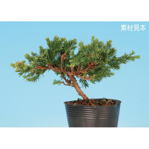 盆栽　ソナレ　中品 ミニ盆栽 「そなれ」 : 盆栽彩都ヤフー店 - 通販 - Yahoo!ショッピング