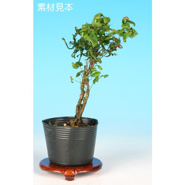 7.5cmポット入り商品解説繊細な葉芸と美しい紅葉で人気のある「錦糸南天」。葉と枝が絡み合う葉芸の面白さが特徴の品種「折鶴」。個性的な葉芸を活かした樹づくりをお楽しみ下さい。※苗木素材の為、樹形やサイズにバラツキはあります。※ビニールポット...