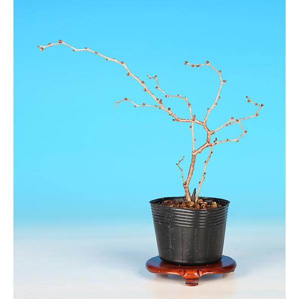 7.5cmポット挿し木3〜4年生商品解説日本の春の代名詞「さくら」。枝に自然とゆすりが入る人気品種「湖上の舞」。手頃なサイズに咲く可憐な一重の花姿は見る者を魅了します。比較的育て易い園芸品種ですから初心者の方やお部屋のインテリアにもオススメ...