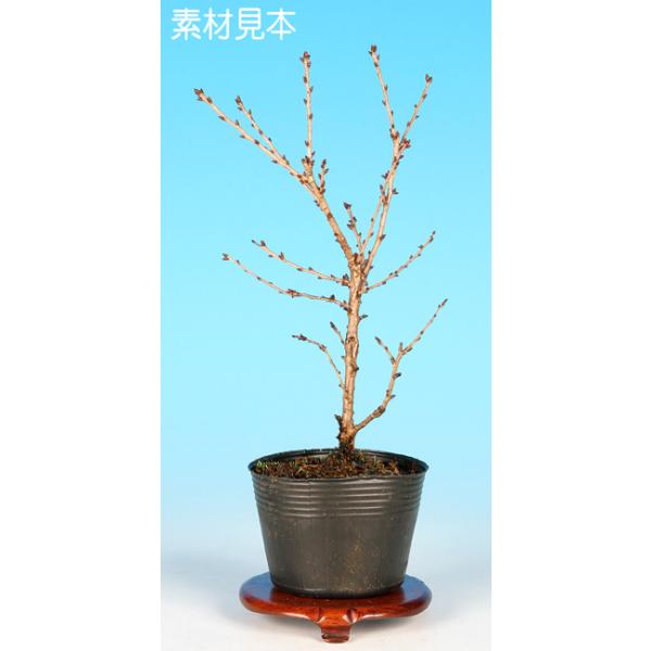 7.5cmポット入り商品解説日本の春の代名詞「さくら」。菊のようにフリル状に咲く小ぶりな八重花がとても愛らしい品種の「菊桜」。苗木素材のため樹形やサイズにはバラツキがありますが、貴方好みの盆樹を一から育ててみませんか？　卓上で見る「桜」で贅...