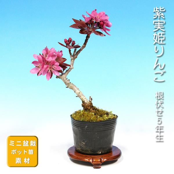 7.5cmポット入り商品解説　普通種の姫りんごより、花・実・葉が紫がかった珍しい品種の素材です。実成りには近縁種との交配が必要ですが、まずは樹づくりからスタート。小さな果樹園づくりをお楽しみ下さい。◆実付き保証素材ではありません。※苗木素材...