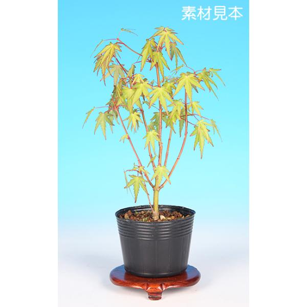 7.5cmポット入り商品解説四季の変化が楽しめる「もみじ」の苗木素材。小品・ミニ盆栽に最適な葉性で人気の品種「織姫」です。このまま樹づくりするもよし、石付や寄せ植えなど創作盆栽素材としてもよし。貴方好みに樹づくりをお楽しみ下さい。※苗木素材...