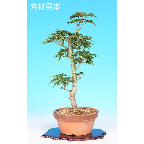 樹高:約28cm(写真見本)商品解説四季の変化が楽しめる「もみじ」。独特の葉芸と美しく染まる秋の紅葉で高い人気を誇る品種「獅子頭」。素材の樹形などにバラツキはあります。樹形構想で改作や取り木素材としてなど樹づくりプランは豊富。素敵な盆栽ライ...