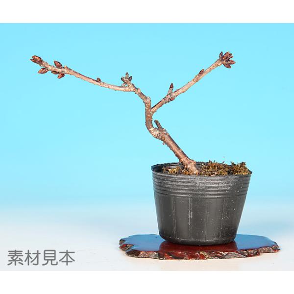 7.5cmポット入り商品解説日本の春の代名詞「さくら」。新潟県旧山古志村で発見された「山古志桜」。紅色八重咲き12弁花を咲かせる絢爛な花姿は見所です。素材の樹形やサイズなどにバラツキはありますが、貴方好みに樹づくりが楽しめる苗木素材です。盆...