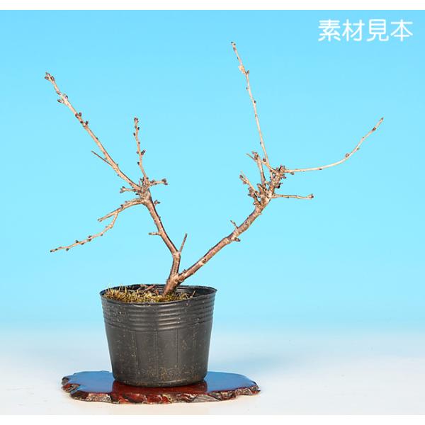 7.5cmポット入り商品解説日本の春の代名詞「さくら」。普通種よりも花がよく目立つ、桃色大輪の花を咲かせる「紅富士桜」。素材の樹形やサイズなどにバラツキはありますが、貴方好みに樹づくりが楽しめる苗木素材です。盆樹としてはもちろん、ミニガーデ...