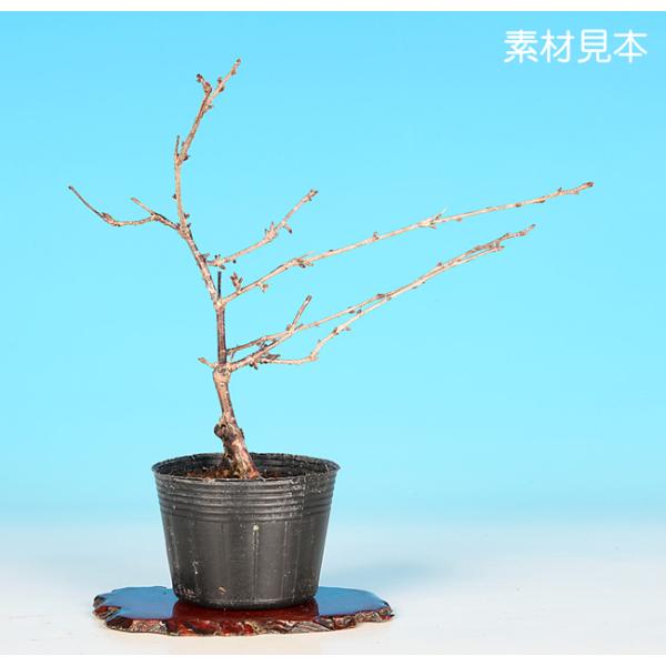 7.5cmポット入り商品解説日本の春の代名詞「さくら」。白い花弁で咲き始めて徐々に桃色がさしてくる品種「日の出八重」。素材の樹形やサイズなどにバラツキはありますが、貴方好みに樹づくりが楽しめる苗木素材です。盆樹としてはもちろん、ミニガーデン...