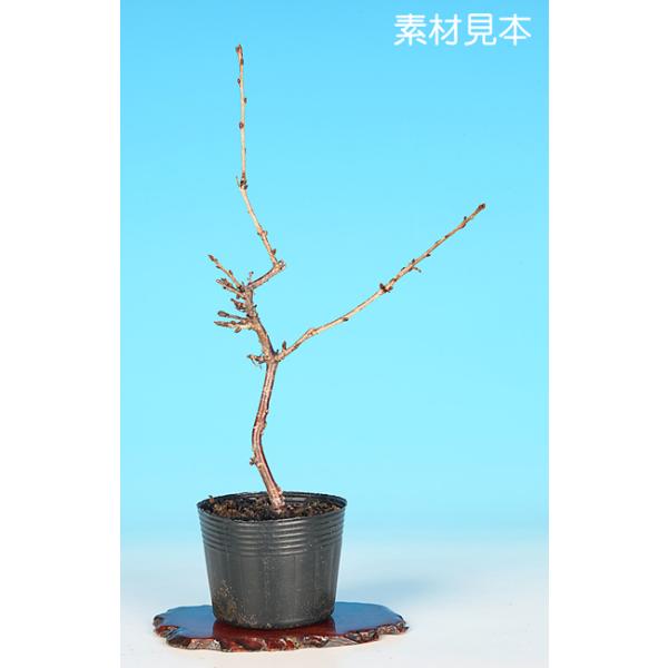 7.5cmポット入り商品解説日本の春の代名詞「さくら」。華やかな牡丹咲きの八重花が魅力の人気品種「おしどり」。素材の樹形やサイズなどにバラツキはありますが、貴方好みに樹づくりが楽しめる苗木素材です。盆樹としてはもちろん、ミニガーデンなどのガ...