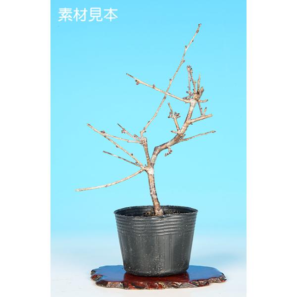 7.5cmポット入り商品解説日本の春の代名詞「さくら」。端正な花型で桃色二重咲きの花を咲かせる富士桜品種「さきがけ」。素材の樹形やサイズなどにバラツキはありますが、貴方好みに樹づくりが楽しめる苗木素材です。盆樹としてはもちろん、ミニガーデン...