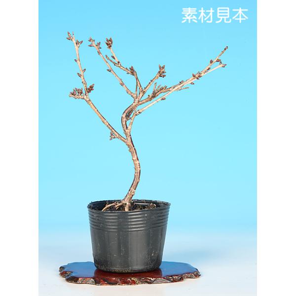 7.5cmポット入り商品解説日本の春の代名詞「さくら」。古くから盆栽・園芸界で親しまれてきた八ッ房・八重咲きの品種「琳宝」。素材の樹形やサイズなどにバラツキはありますが、貴方好みに樹づくりが楽しめる苗木素材です。盆樹としてはもちろん、ミニガ...