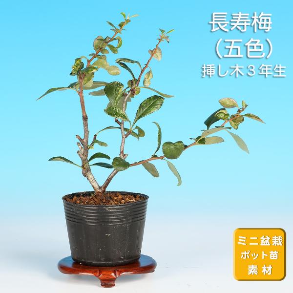 7.5cmポット入り商品解説　四季咲き性で冬場でも花姿が楽しめる矮性の「木瓜」の仲間。赤花で葉に斑が入る品種の若苗素材です。普通種に比べるとやや枝打ちが荒い品種になります。石付や寄せ植えなどの創作盆栽やガーデニングなどにもオススメです。※苗...