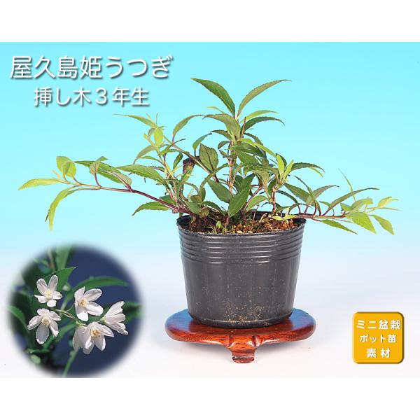 空木(ウツギ) 盆栽　QUTOTEN鉢 盆栽 屋久島姫うつぎ ヒメウツギ ウツギ 空木 白花 小型の花 小型の葉