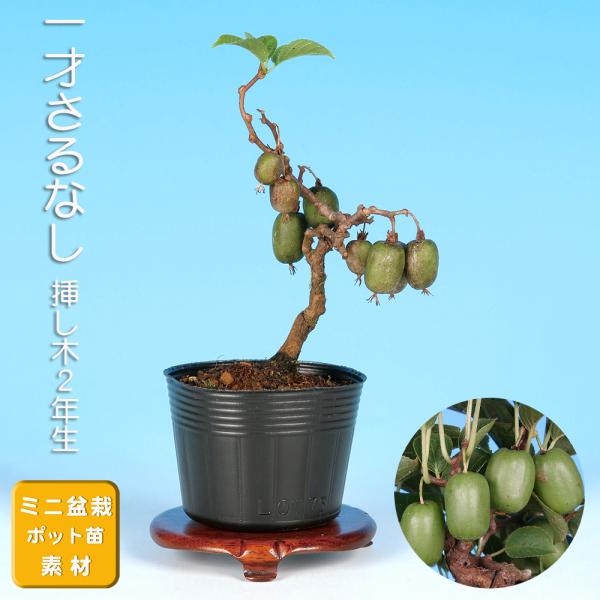 7.5cmポット入り商品解説初夏（５月〜7月）　に白い花を咲かせ、秋に楕円形ないしは球形の淡緑色の可愛い実が魅力のさるなし。「マタタビ」や「キウイフルーツ」の近縁種です。その中でも早くに実姿が楽しめ、1本でも実が成りやすい一才さるなし」の苗...