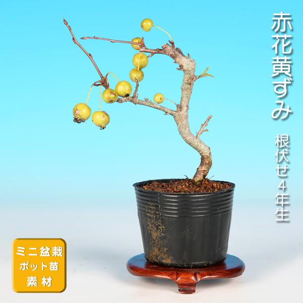 7.5cmポット入り商品解説赤い花を咲かせる珍しい品種の「ずみ」素材。黄色く輝く実姿を楽しみに、じっくりと樹づくりをお楽しみ下さい。他品種との交配用としてもオススメです。※苗木素材の為、樹形やサイズにバラツキはあります。※ビニールポットでの...