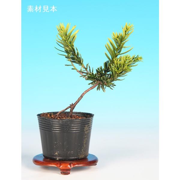 な*ず様 イチイ　貴重な極太素材　小品盆栽 な*ず様 イチイ 貴重な極太素材 小品盆栽 - メルカリ