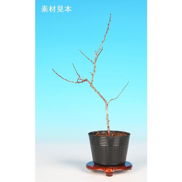 7.5cmポット入り商品解説枝いっぱいに咲き乱れる花姿が見所の「庭梅」素材です。数物としてご紹介ゆえに樹形やサイズなどにバラツキはありますが、貴方好みに樹づくりが楽しめます。葉と透明感のある赤い実とのコントラストも見所！※苗木素材の為、樹形...