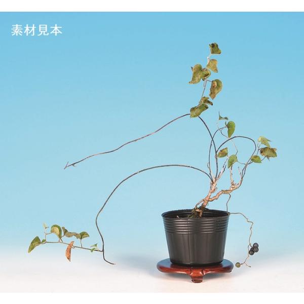 7.5cmポット入り商品解説長く伸びた蔓の風趣と、ブドウのような藍色の実が魅力の「青つづらふじ」。樹形やサイズにバラツキがありますが、ぜひ貴方好みに樹づくりをお楽しみ下さい。※苗木素材の為、樹形やサイズにバラツキはあります。※ビニールポット...