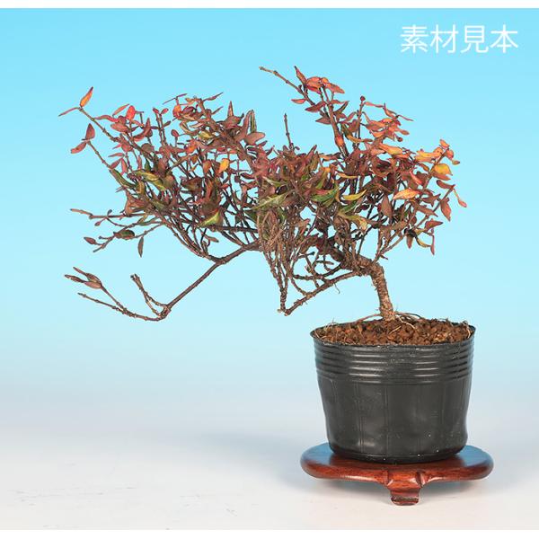 7.5cmポット入り商品解説素材の樹形などにバラツキはありますが、貴方好みに樹づくりが楽しめます。強健な樹勢なので盆栽初心者の方にもオススメ！■培養管理のコツ新梢を伸ばしても蔓が伸びるだけで太りにつながらないので、小枝の数を増やして太りを促...