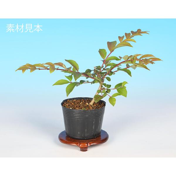 7.5cmポット入り挿し木3年生商品解説奄美群島や台湾、フィリピンなどに自生している「島百日紅」。百日紅の近縁種で花期は6〜8月頃。普通種の百日紅より花期は短く、小さな花を咲かせるのが特徴の素材です。■培養管理のコツ置き場は可能なかぎり長く...