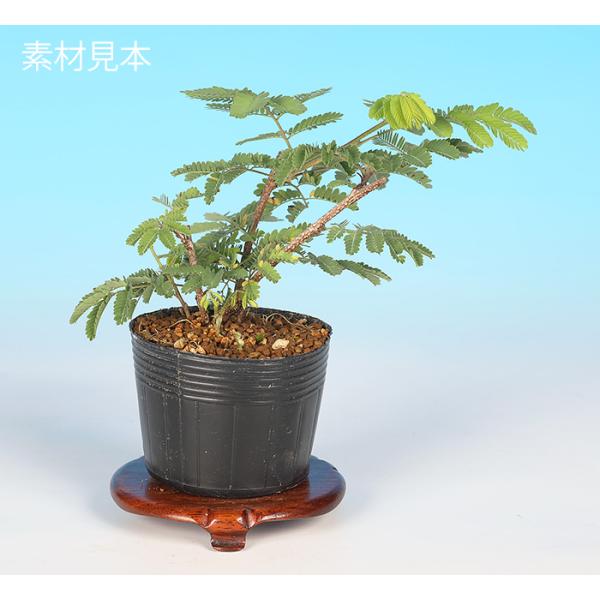 7.5cmポット入り商品解説緋色の艶やかな花姿は魅力の「緋ねむ」。一才性の性質を持っているので、若い素材でも花が着きやすい品種です。ミニガーデンなどにもオススメ！■培養管理のコツ開花期は7〜8月頃で短枝の先端に咲きます。若木は枝の徒長が激し...