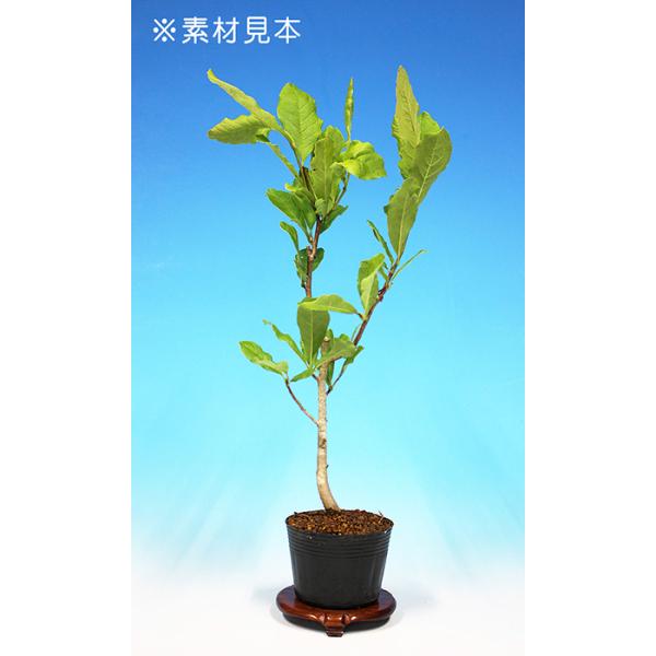 7.5cmポット入り商品解説3〜4月頃にほのかに香る大輪の花を咲かせる「こぶし」。公園や街路樹などでも見かけることも多く、最近では盆栽としても作られています。ミニガーデンなどにもオススメ！■培養管理のコツ３〜４月頃に開花。大きな花を前年枝の...