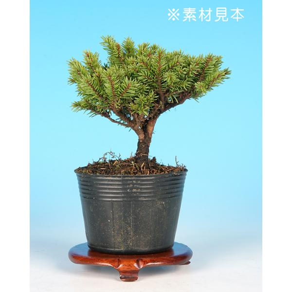 7.5cmポット入り商品解説葉が普通種よりも短く枝打ちも細かい八ッ房品種の「蝦夷松」素材。樹形やサイズにバラツキはありますが、小品・ミニ盆栽に最適です。石付などの創作盆栽にもオススメ！※苗木素材の為、樹形やサイズにバラツキはあります。※ビニ...