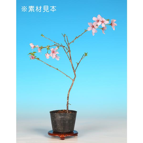 7.5cmポット入り商品解説近年登場した新品種。白と薄桃色の2色咲き品種の「かすみ」の枝垂れ品種です。素材の樹形やサイズなどにバラツキはありますが、貴方好みに樹づくりが楽しめる苗木素材です。盆樹としてはもちろん、ミニガーデンなどのガーデニン...