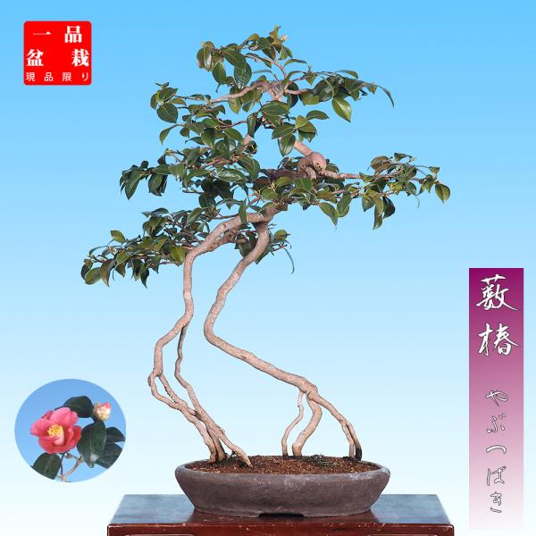 盆栽 「藪椿」椿 ツバキ つばき ヤブツバキ 雑木盆栽 花物盆栽 盆栽 「藪椿」椿 ツバキ つばき ヤブツバキ 雑木盆栽 花物盆栽