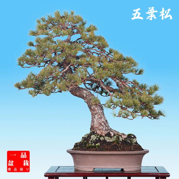 盆栽 五葉松 ゴヨウマツ 模様木 樹高70cm 松柏盆栽 大型盆栽 現品限り