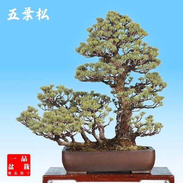 五葉松大型盆栽 筏作りで魅せる樹高70cmの逸品