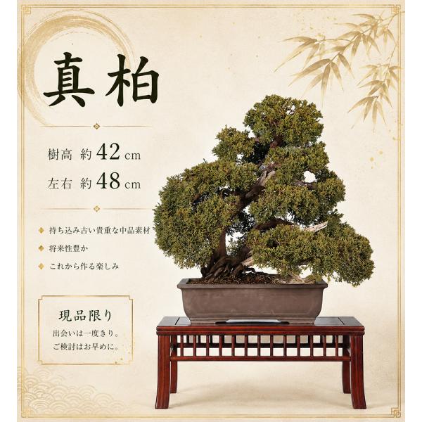 盆栽 真柏  シンパク 樹高42cm 糸魚川 葉性良好 現品限り 改作素材 将来性豊かな逸材 松柏盆栽 中品盆栽