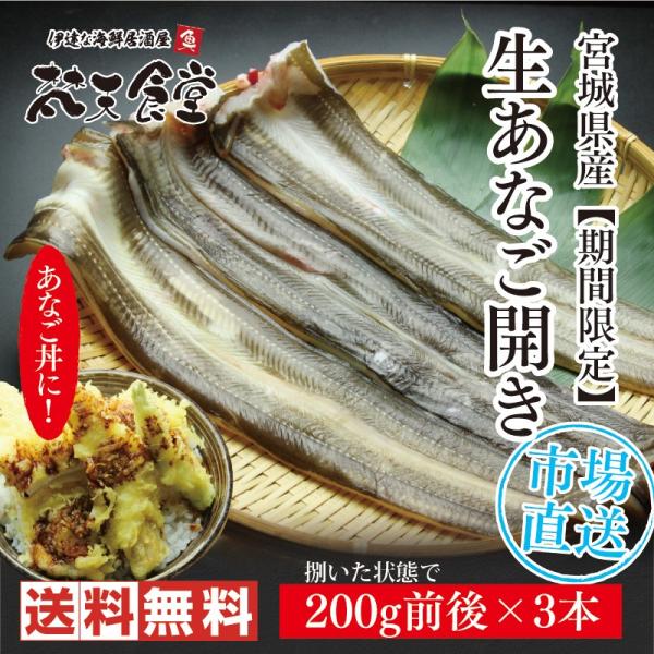 送料無料　脂のり抜群！宮城県産「生あなご」3本！プロが捌いてお届け！白焼き、アナゴ丼に！