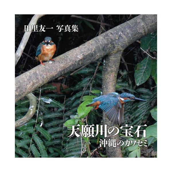 天願川の宝石沖縄のカワセミ 田里友一写真集/田里友一