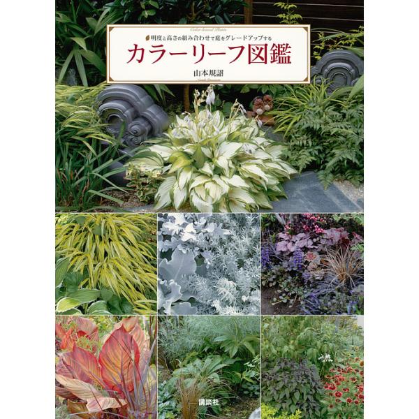 カラーリーフ15選 日陰の花壇や冬の彩りに 寄せ植えのコツも紹介 農業 ガーデニング 園芸 家庭菜園マガジン Agri Pick