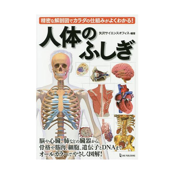 編著:矢沢サイエンスオフィス出版社:ワン・パブリッシング発売日:2020年11月キーワード:人体のふしぎ精密な解剖図でカラダの仕組みがよくわかる！矢沢サイエンスオフィス じんたいのふしぎせいみつなかいぼうずで ジンタイノフシギセイミツナカイ...