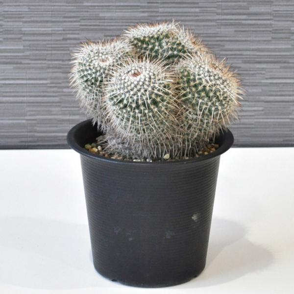 サボテン マミラリア白王丸 約15cm 鉢付き Buyee Buyee 日本の通販商品 オークションの代理入札 代理購入